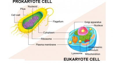 یوکاریوت و پروکاریوت چیست؟ - تفاوت ها و شباهت های آن