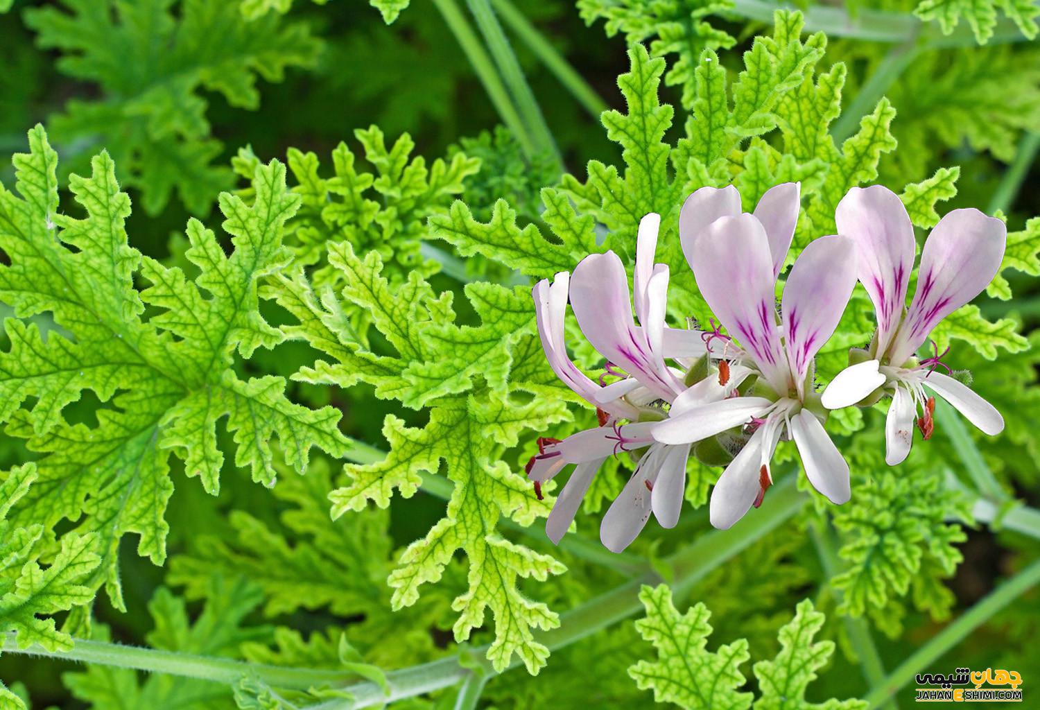 شرایط مراقبت و تکثیر گیاه عطر چای چگونه است؟ | جهان شیمی فیزیک