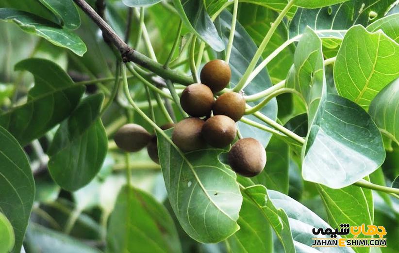 خواص روغن هلیله سیاه چیست ؟ کاربرد و قیمت و خرید و فروش