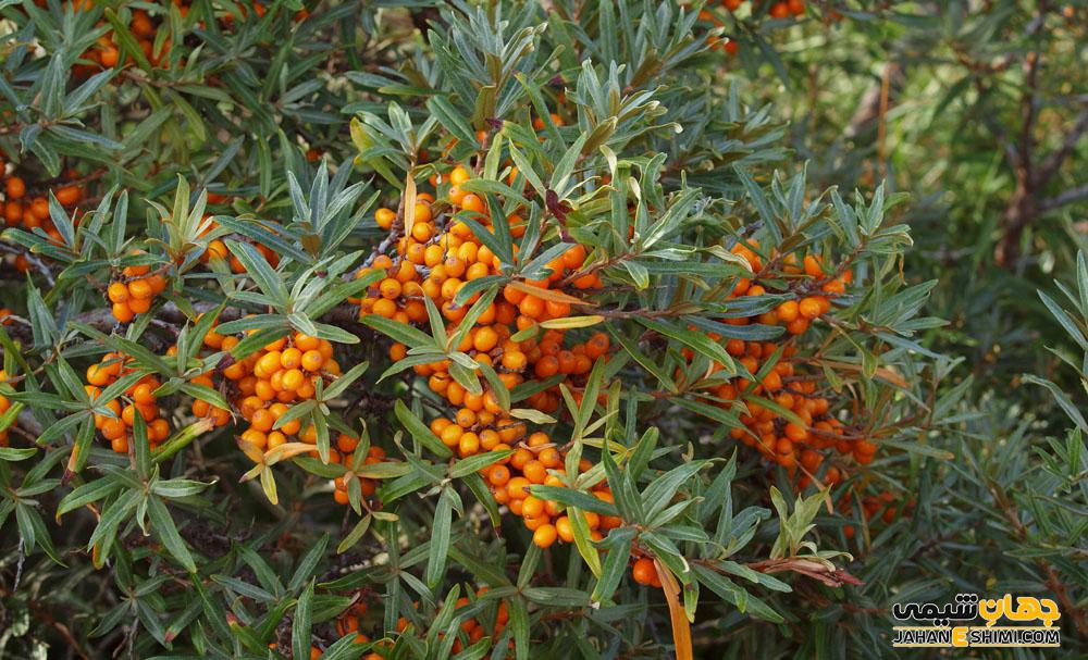 روغن سنجد تلخ چیست ؟ چه خواص و کاربردی درسلامت و زیبایی دارد؟