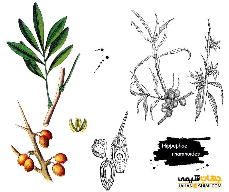 روغن سنجد تلخ چیست ؟ چه خواص و کاربردی درسلامت و زیبایی دارد؟