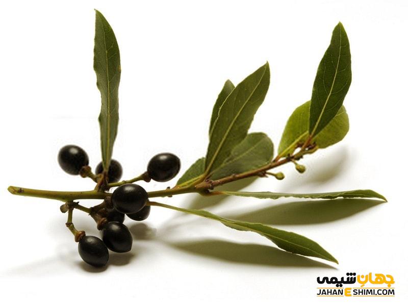 آشنایی با خواص و مزایای روغن برگ بو و قیمت خرید و فروش آن