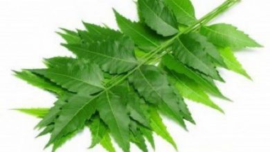 روغن چریش اکسیری شگفت انگیز برای مو، پوست و سلامتی