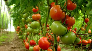 خواص روغن گوجه فرنگی چیست ؟ کاربرد و قیمت و خرید و فروش