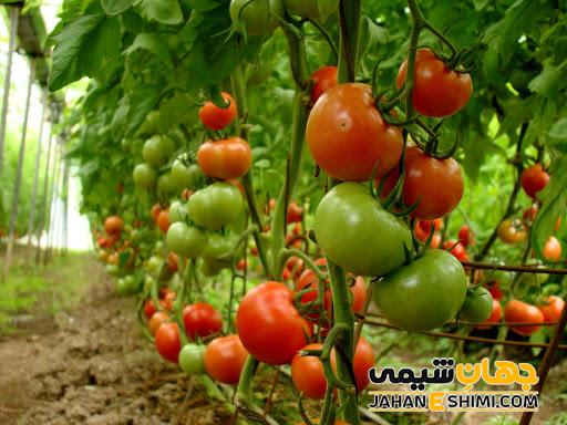 خواص روغن گوجه فرنگی چیست ؟ کاربرد و قیمت و خرید و فروش