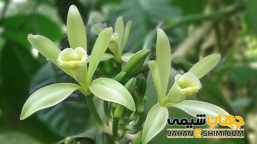 خواص روغن وانیل چیست ؟ کاربرد و قیمت خرید و فروش آن