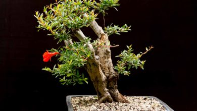 آشنایی با شرایط کاشت، نگهداری و تکثیر گیاه انار زینتی