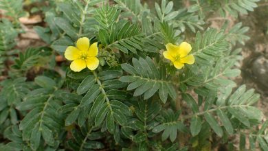 از فواید فوق العاده و عوارض گیاه دارویی خارخاسک بیشتر بدانید!