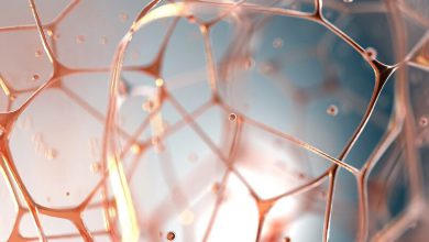 بافت پیوندی چیست؟ - انواع و اجزای آن کدامند؟