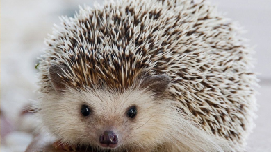 خواص روغن جوجه تیغی چیست ؟ فواید و قیمت خرید و فروش