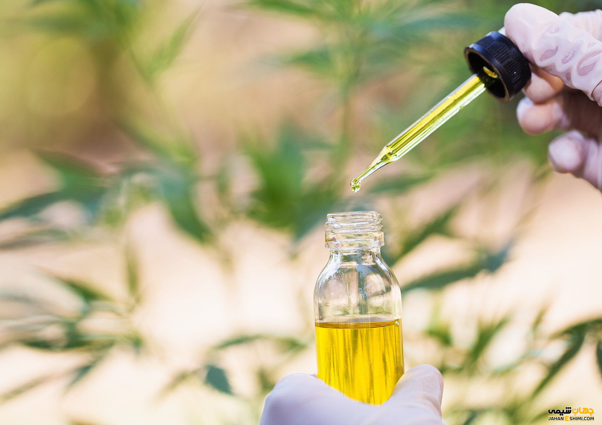 خواص روغن زبان گنجشک چیست ؟ فواید و قیمت خرید و فروش