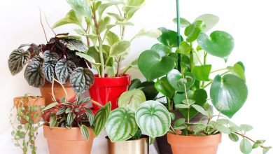 روش های مراقبت و تکثیر گیاه آپارتمانی قاشقی