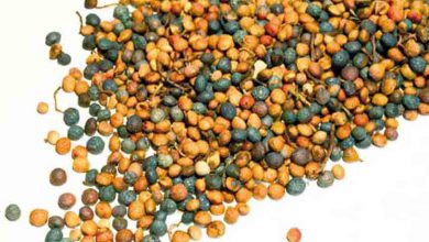 خواص شگفت انگیز روغن بنه چیست ؟ قیمت خرید و فروش آن