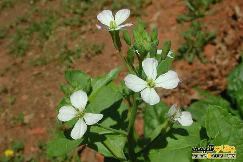 خواص روغن منداب برای سلامتی بدن و قیمت خرید و فروش آن