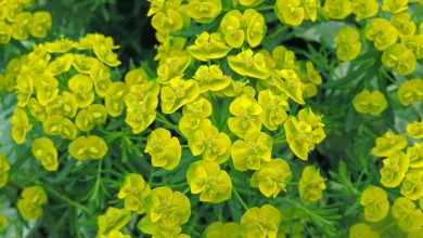 شرایط مراقبت و تکثیر گیاه آپارتمانی افوربیا چگونه است؟