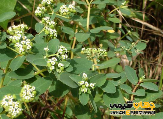 شرایط مراقبت و تکثیر گیاه آپارتمانی افوربیا چگونه است؟