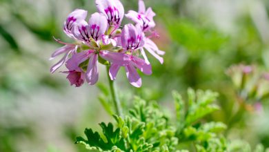 شرایط مراقبت و تکثیر گیاه عطر چای چگونه است؟