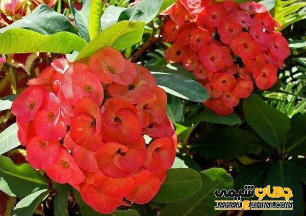 شرایط نگهداری و تکثیر گیاه آپارتمانی مرجان