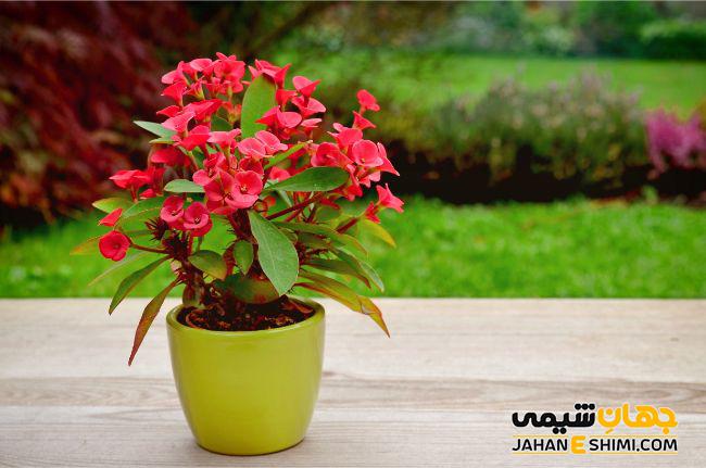 شرایط نگهداری و تکثیر گیاه آپارتمانی مرجان