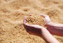 کنجاله سویا چیست؟ قیمت خرید و فروش و فواید تغذیه ای آن