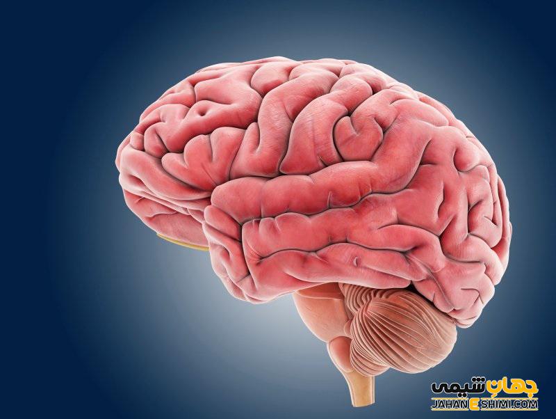 اجزا مغز چیست؟ - تعریف و عملکردهای آن | جهان شیمی فیزیک
