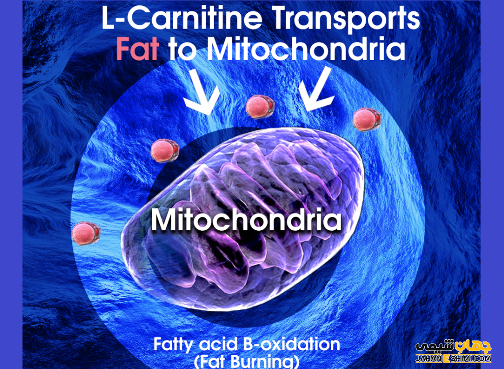lipo-c dosage chart قرص ال- کارنیتین 1000 / L-Carnitin 1000 main image 0