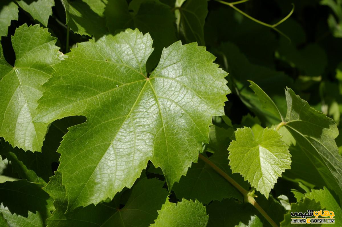 دمنوش گیاهی برگ مو