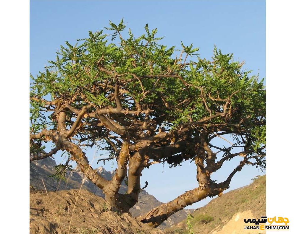 عوارض مصرف دمنوش گیاهی کندر چیست ؟