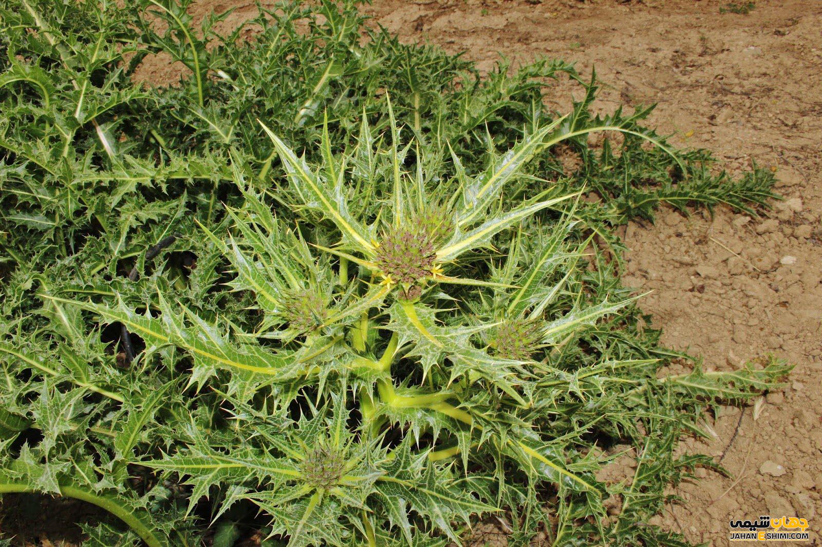 دمنوش کنگر کوهی