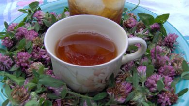 دمنوش گیاهی شبدر قرمز چیست؟ فواید و خواص و طرز تهیه آن