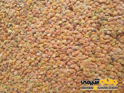 فواید و عوارض گیاه قدومه شیرازی چیست؟