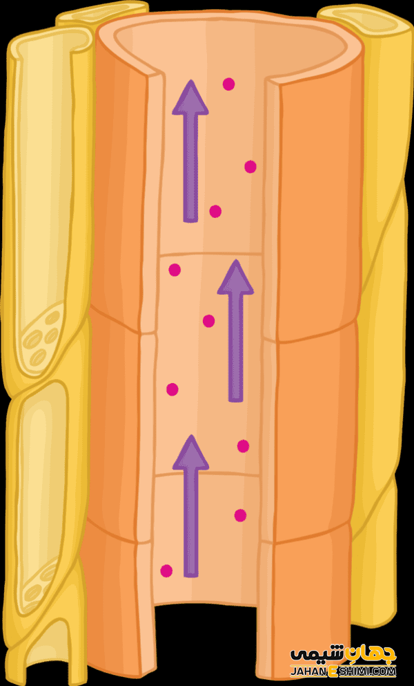 آوند چوبی
