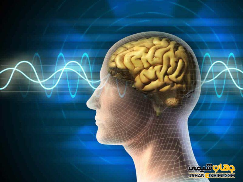 اجزا مغز چیست؟ - تعریف و عملکردهای آن
