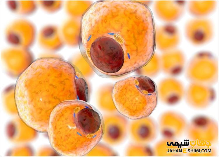 بافت چربی چیست؟ - وظایف و انواع آن کدامند؟