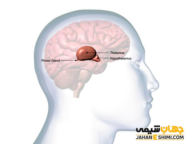 تالاموس و هیپوتالاموس