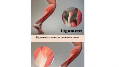 تفاوت رباط و تاندون چیست؟ - تفاوت ساختار و عملکرد آن ها