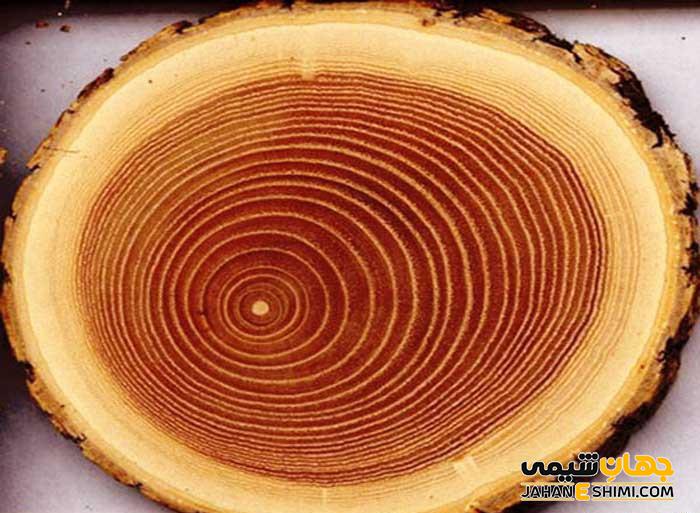 حلقه رشد درختان چیست؟