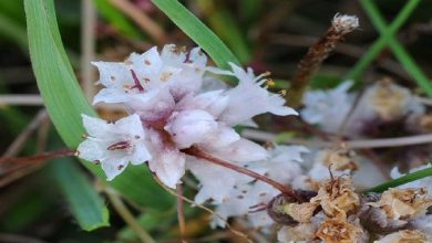 دمنوش گیاهی افتیمون – خواص ، فواید و قیمت خرید و فروش آن