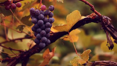 دمنوش گیاهی برگ مو چیست؟ خواص، فواید و قیمت خرید و فروش