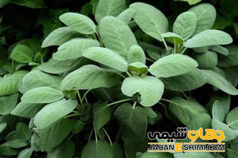 خواص و فواید عرق مریم گلی چیست؟