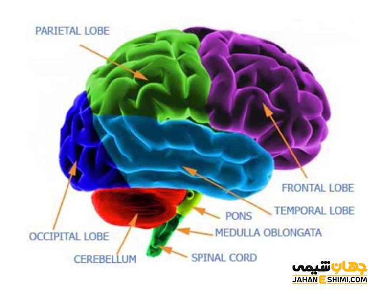 عملکرد اجزا مغز