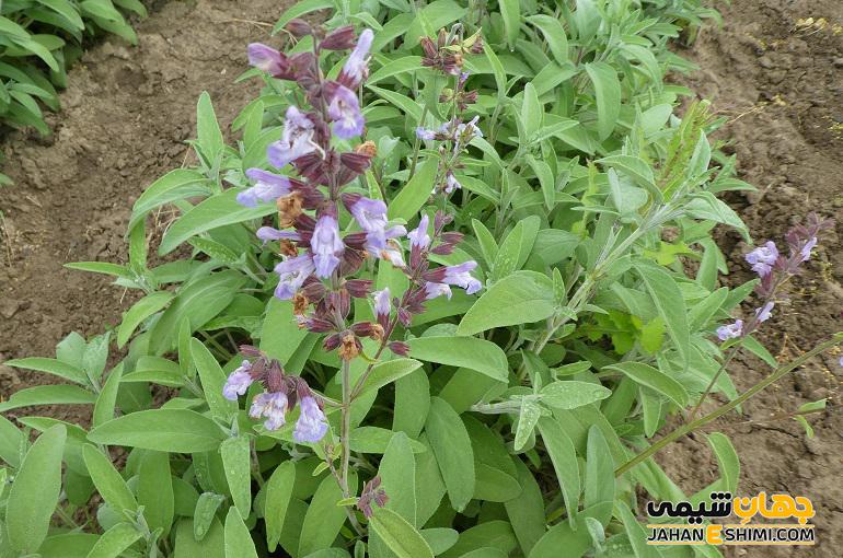 عکس مریم گلی