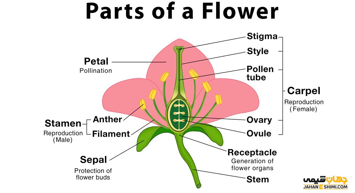 Be a flower kusuriya. Строение цветка. Части цветка. Схема строения цветка. Структура строения цветка.