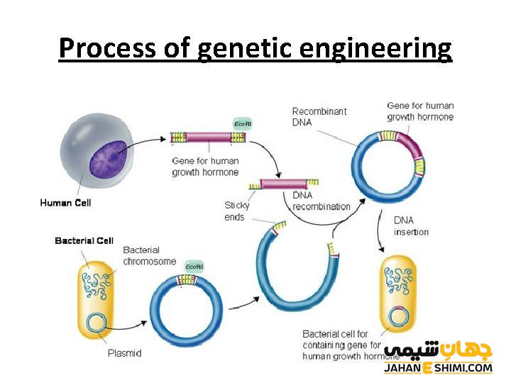فرایند انجام مهندسی ژنتیک
