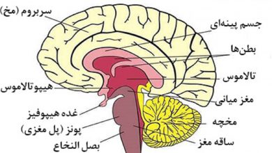 ساقه مغز چیست؟ ساختار، عملکرد و کاربرد