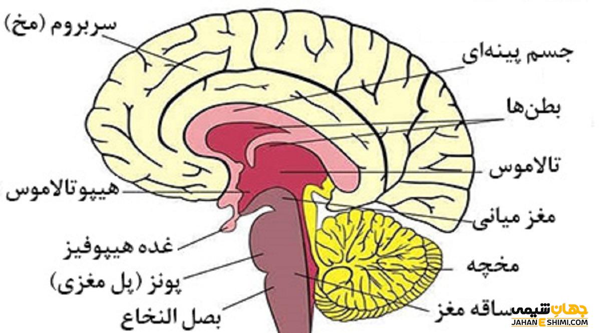 ساقه مغز چیست؟ ساختار، عملکرد و کاربرد
