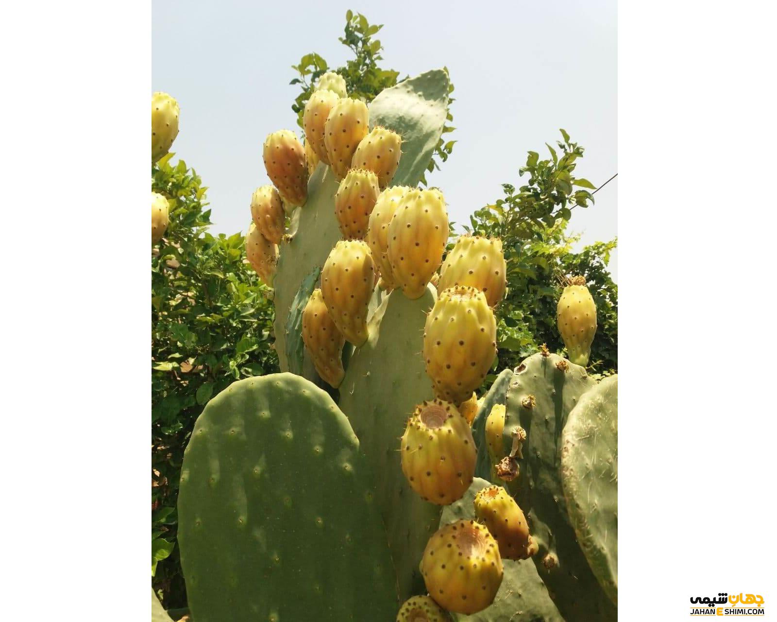 مکمل میوه کاکتوس