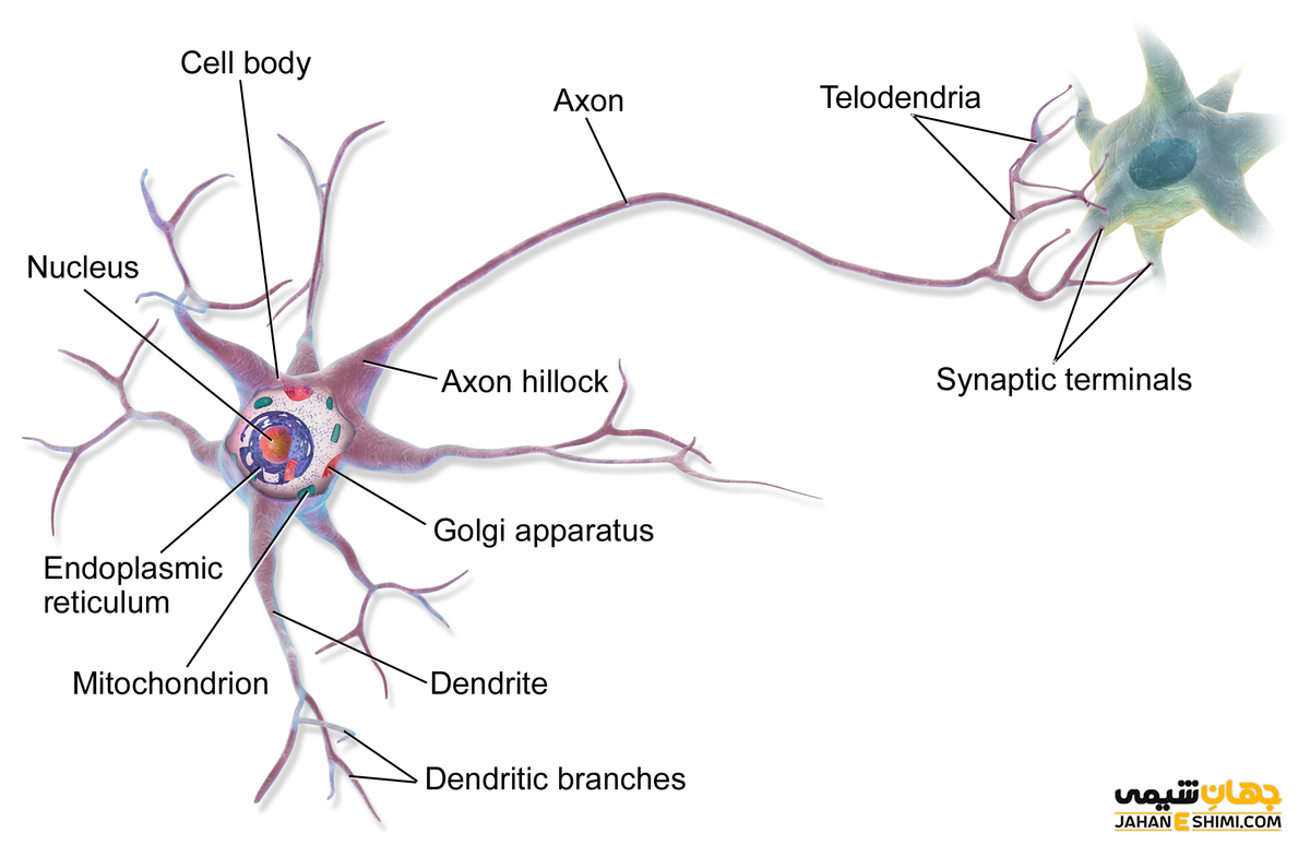 یاخته های عصبی چیست؟ انواع، ساختار و عملکرد