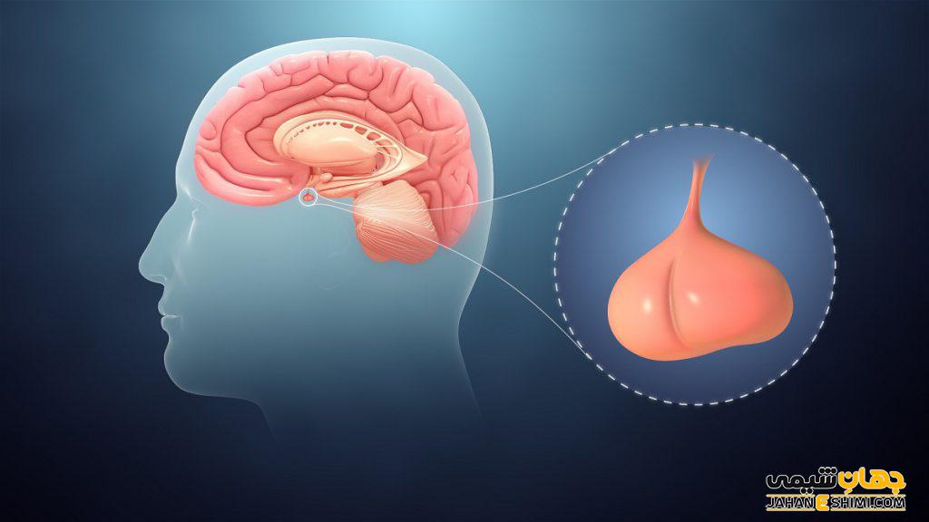 اعمال هورمون ها در بدن، هورمون چیست و چگونه عمل می‌کند؟