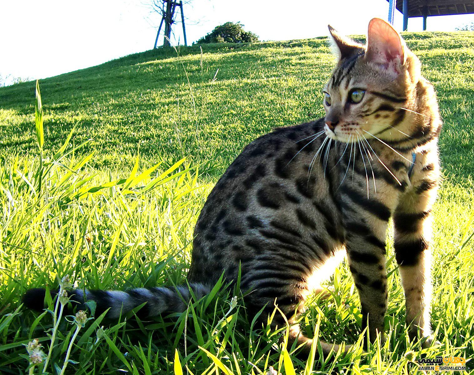 گربه نژاد بنگال (Bengal Cat) چه ویژگی هایی دارد؟ قیمت خرید